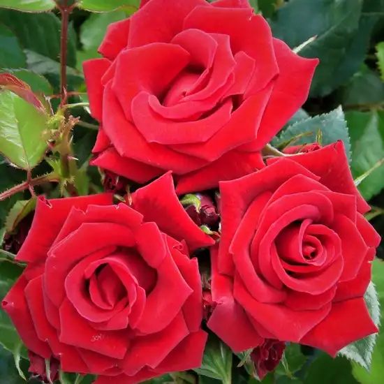 - - Trandafiri - Love Knot - 